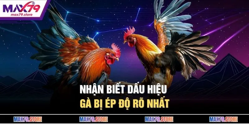 Nhận biết dấu hiệu gà bị ép độ rõ nhất